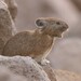 Gray-headed Pika - Photo (c) Michael Gallo, all rights reserved, uploaded by Michael Gallo