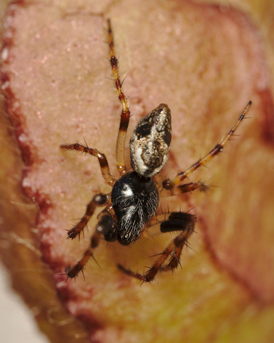 Conical Trashline Orbweaver