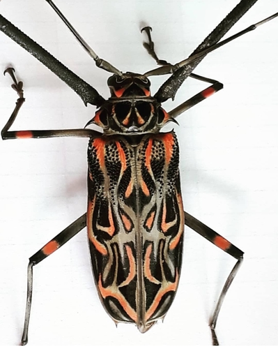 Harlequin Beetle Acrocinus Longimanus ·