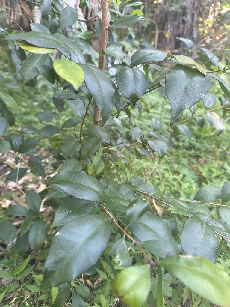 Lilly Pilly from Toongari Bushland Reserve, Avalon Beach, NSW, AU on ...