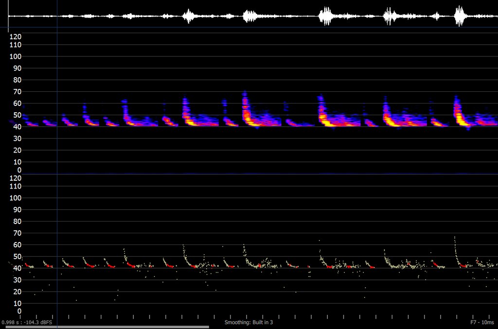 Large Forest Bat from Devonport TAS 7310, Australia on October 20, 2023 ...