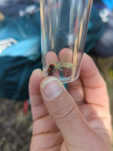 iNaturalist observation photo of Pacific Velvet Ant