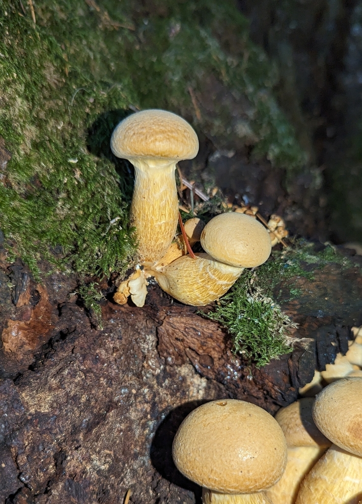 Western Jumbo Gym from Vernon, Portland, OR 97211, USA on October 20, 2023 at 0543 PM by