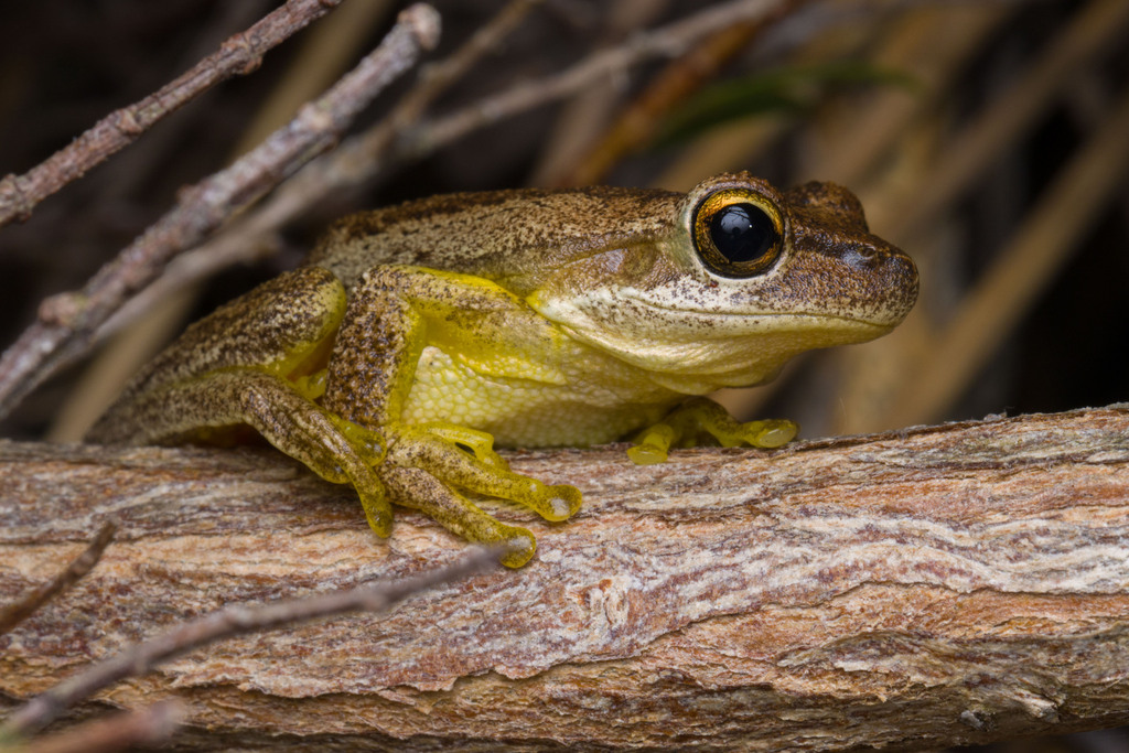 Jervis Bay Tree Frog from Botany Bay, Sutherland Shire - East, AU-NS ...