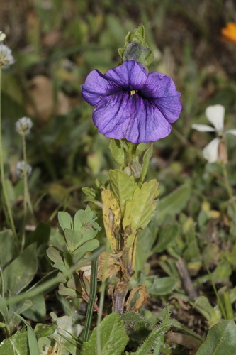 Solanum herculeum