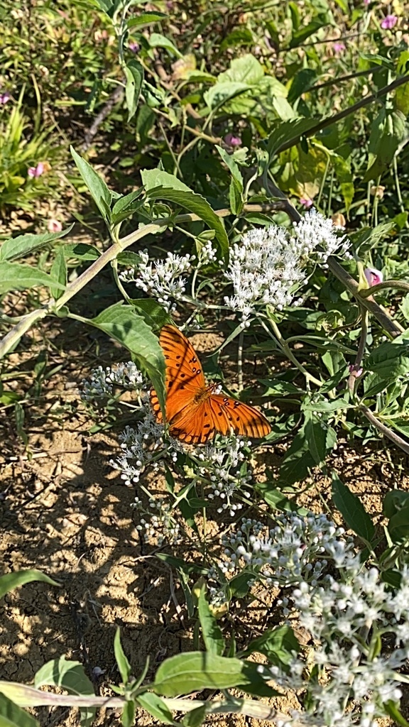 Gulf Fritillary from Stull Rd, Brandon, MS, US on September 26, 2021 at