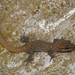 Banded Toed Gecko - Photo (c) Christian Langner, all rights reserved, uploaded by Christian Langner