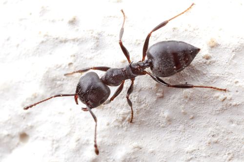 Crematogaster opacicepsCrematogaster opaciceps