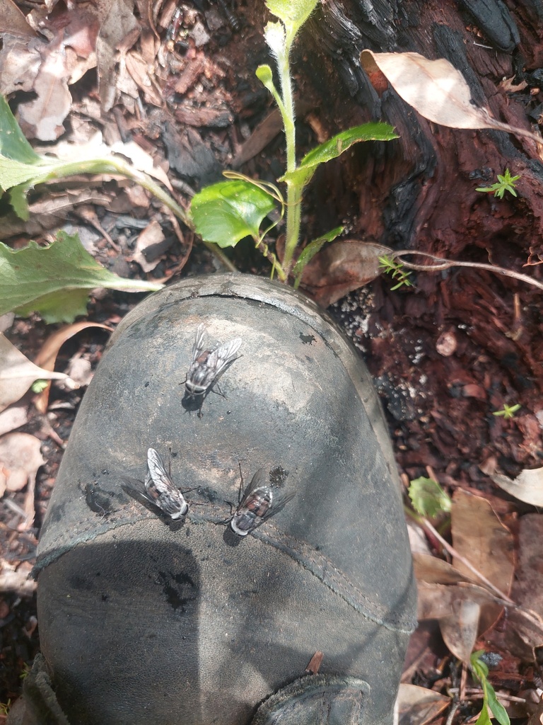 Horse and Deer Flies from Trent WA 6333, Australia on September 30 ...