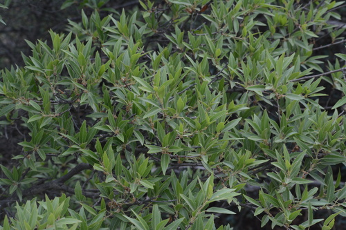 Quercus saltillensis