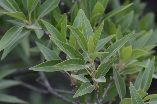 Quercus saltillensis