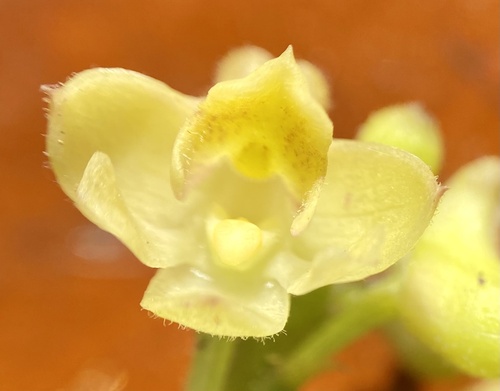Albescens Orchid