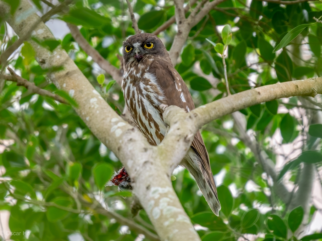 Northern Boobook in October 2023 by Oscar Ho · iNaturalist