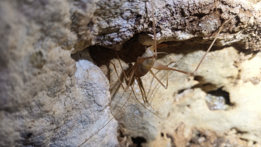 Spidery Cave Cricket From Puljane Croatia On October 21 2023 At 10 08   Large 