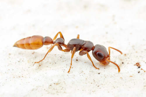 Tetraponera natalensis