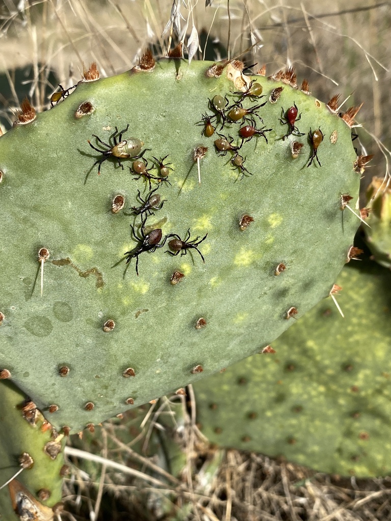 Cactus Coreid Bug from Chisholm Trail Parkway S, Fort Worth, TX, US on ...