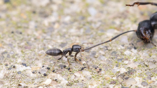 Tapinoma emeryanumTapinoma emeryanum