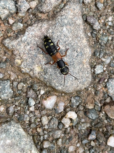 Staphylinus erythropterus