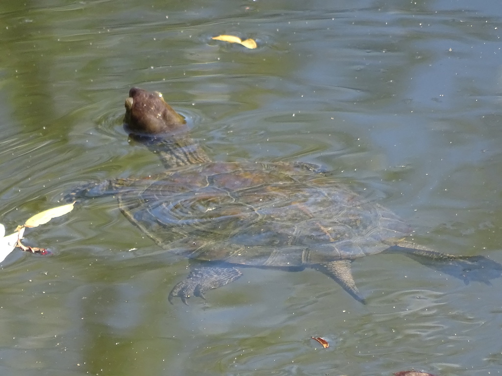 Mediterranean Pond Turtle from 3100 Pombal, Portugal on September 30 ...