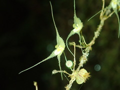 Trichosalpinx chamaelepanthes image