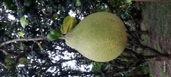 Citrus maxima image