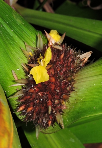 Rapatea muaju