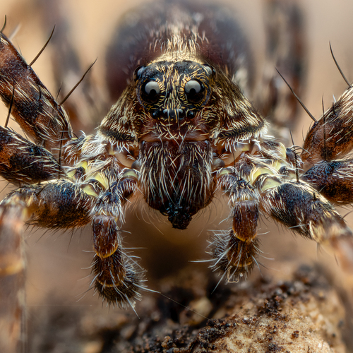 Pardosinae
