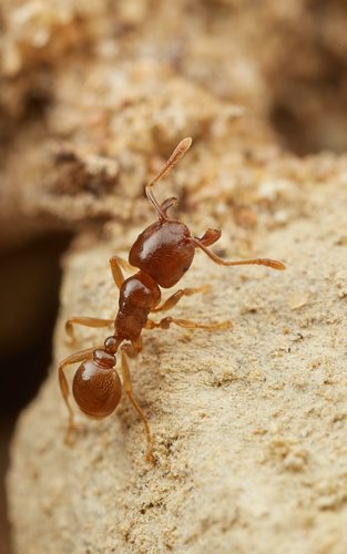 Tetramorium transversinodeTetramorium transversinode
