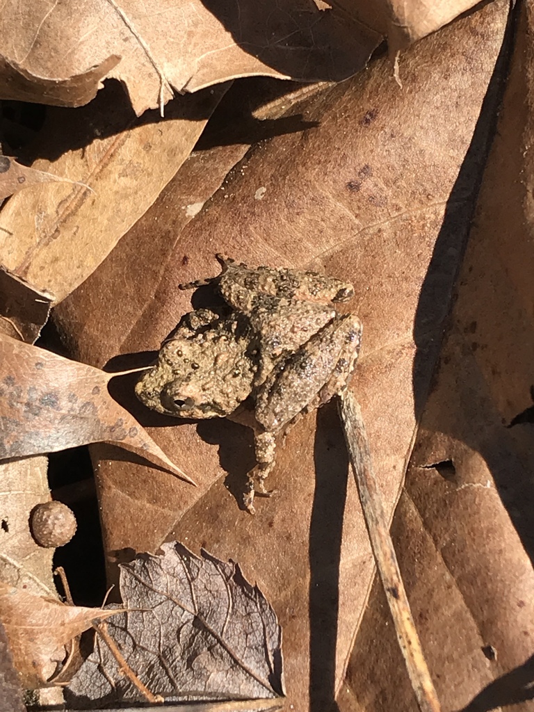 Northern Cricket Frog from 7050 Barrier Rd, Concord, NC, US