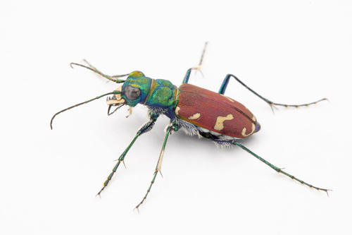 Cicindela coerulea