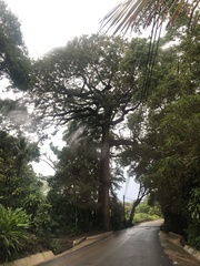 Ceiba pentandra image