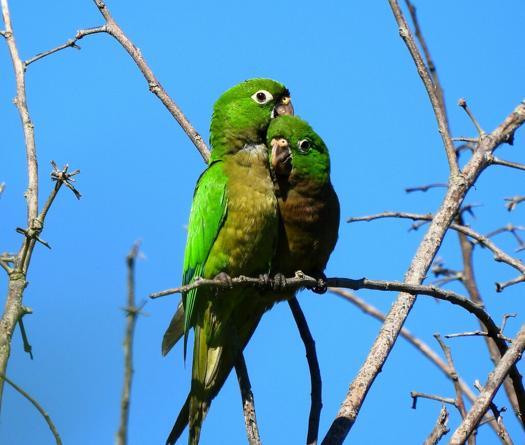 Olive-throated Parakeet In October 2023 By Cristina Cauich-tzab 