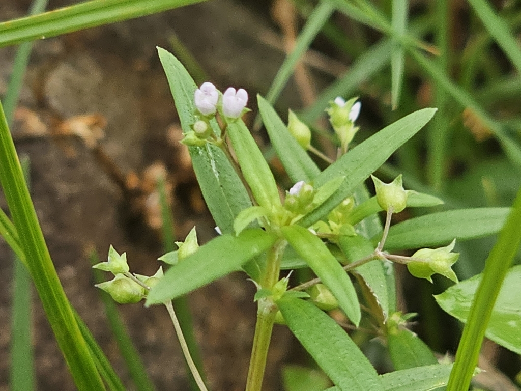 Old World Diamond Flower from 114台灣台北市內湖區金瑞里 on October 22, 2023 at 10