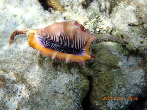 Lambis indomaris