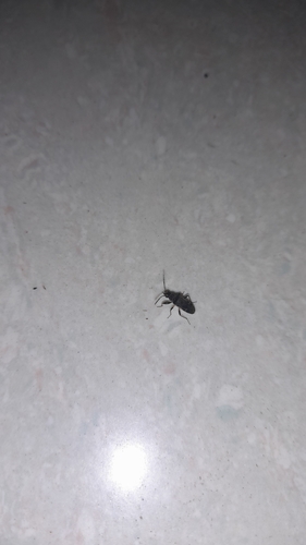 Horridipamera nietneri