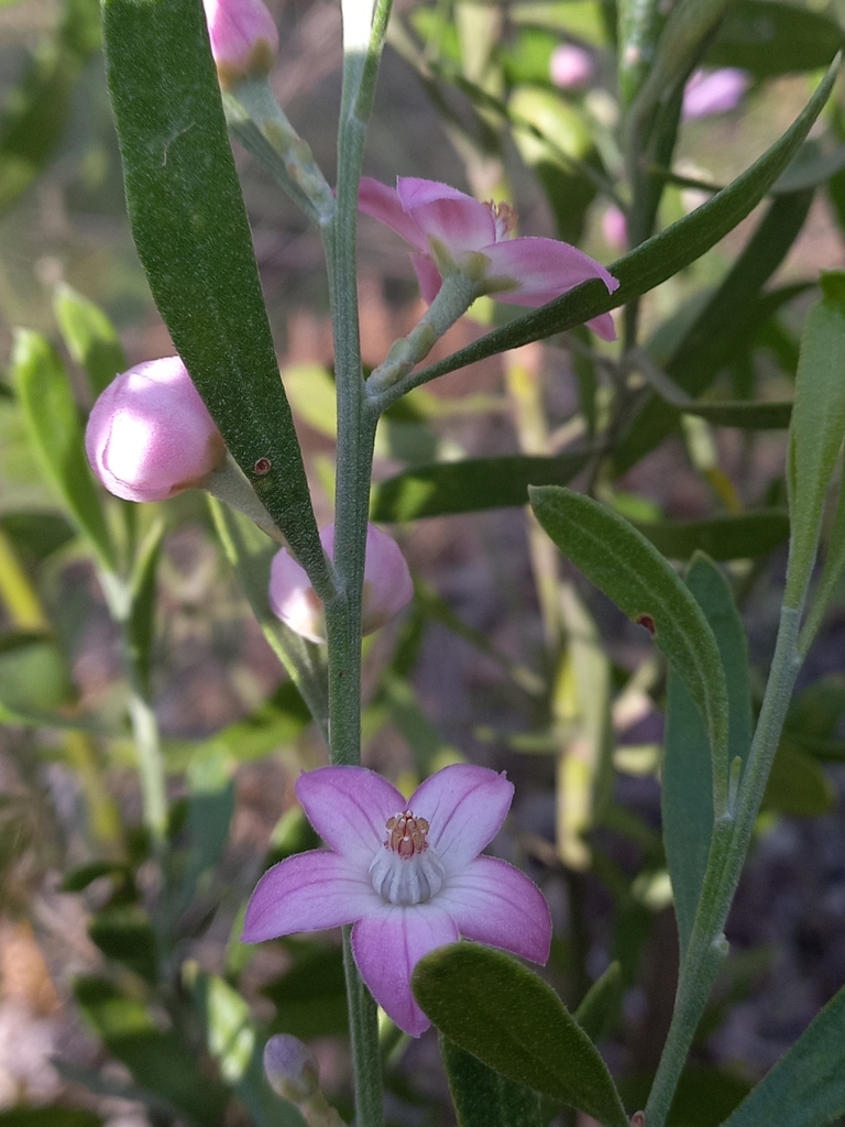 pink-wax-flower-from-lucas-heights-nsw-2234-australia-on-september-24