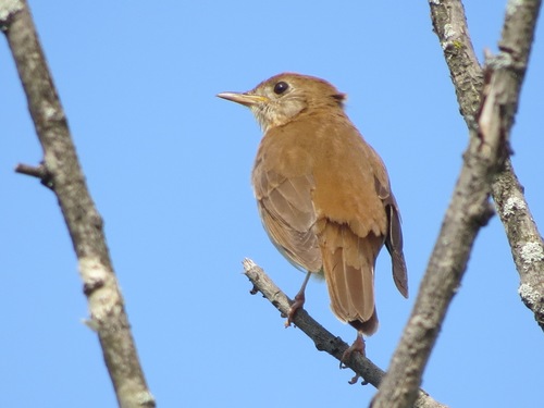 Veery