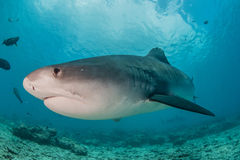 Tiger shark