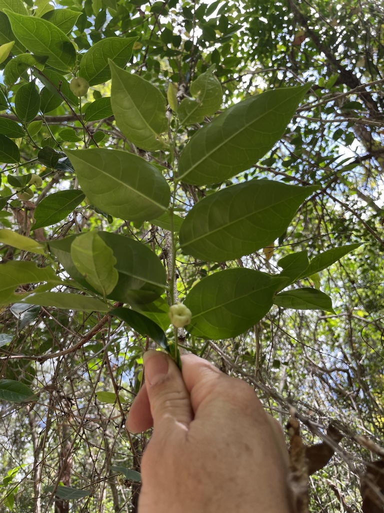 Cheese Tree from Brookfield Court Reserve, Nerang, QLD, AU on October ...