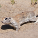 Round-tailed Ground Squirrel - Photo (c) Robyn Waayers, all rights reserved, uploaded by Robyn Waayers