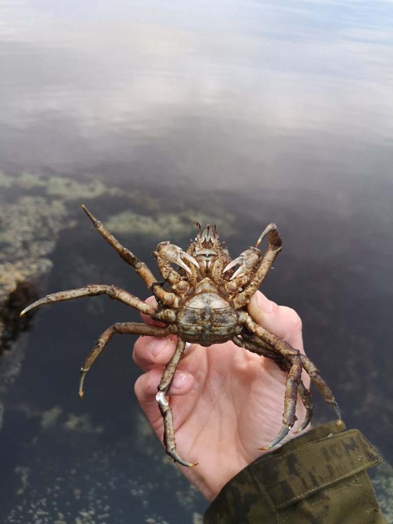 Kelp Crab