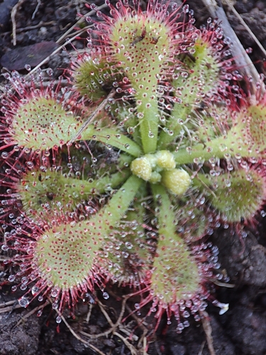 Natal Sundew