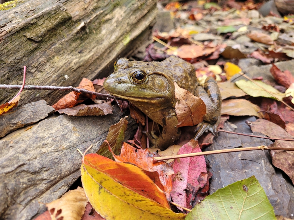 American Bullfrog from Blacksburg, VA 24060, USA on October 15, 2023 at ...