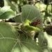 Hibiscadelphus distans - Photo (c) sundeecampbell, todos os direitos reservados
