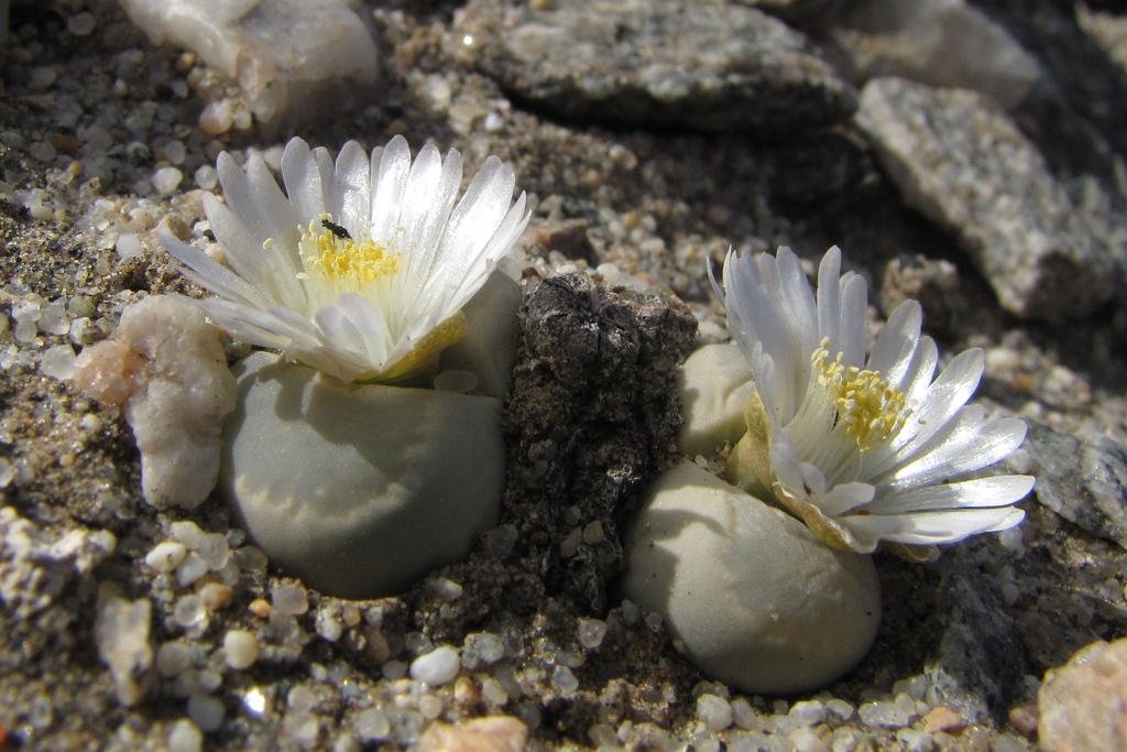 Living stones
