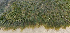 Image of Phyllospadix scouleri
