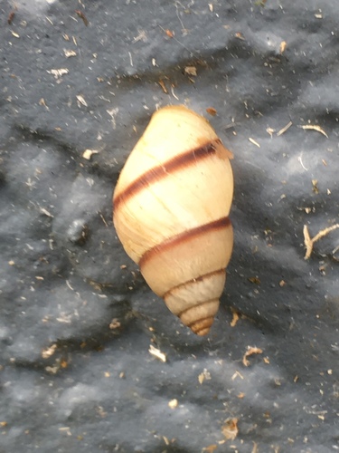 West Indian Bulimulus