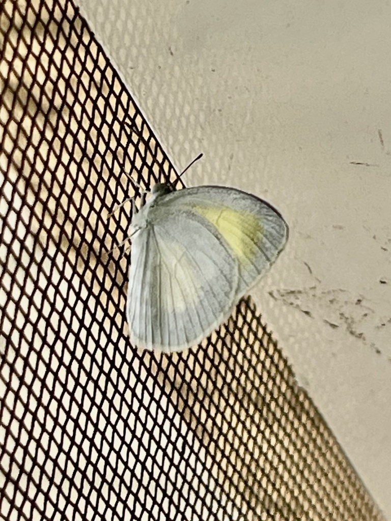 barred-yellow-from-sw-22nd-ct-cape-coral-fl-us-on-october-22-2023