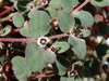 Red-gland Spurge - Photo (c) Jay Keller, all rights reserved, uploaded by Jay Keller
