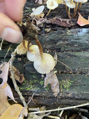 Mycena inclinata (Photo 2 of 3)